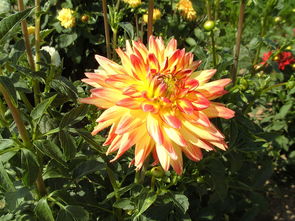 娇琴纱花园 夏季盛开的黄色橙色菊花之舞