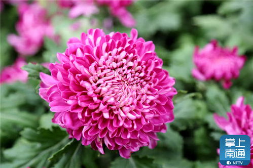 南通第30届菊花展 紫琅公园绽放金秋花海，用花量创历史之最