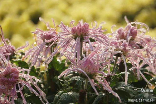 花卉摄影 王城公园赏菊