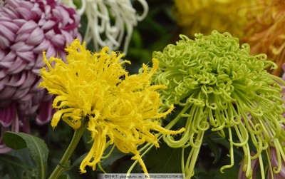 菊花 秋日里的坚韧与优雅