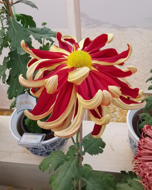 菊颂: 世界花卉大观园精品菊花展礼赞