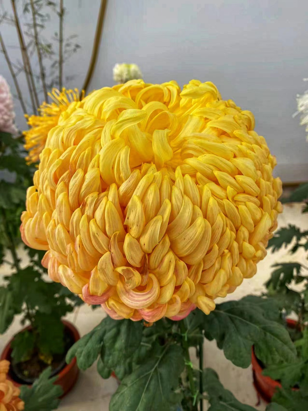 北京世界花卉大观园菊花展